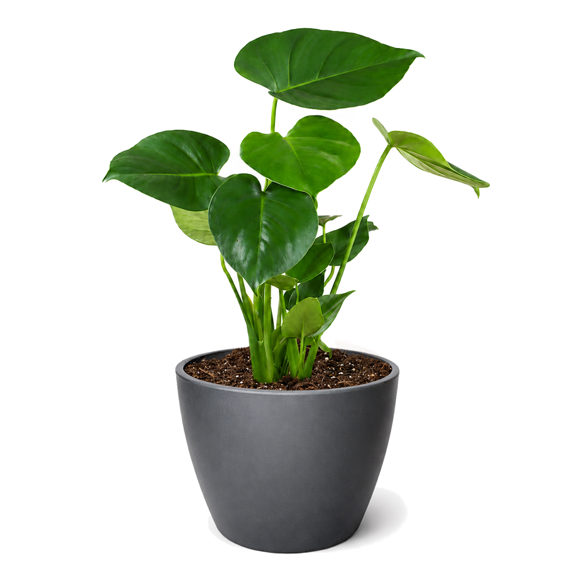 Buy Philodendron Monstera Split-Leaf live houseplant 4" pot online. This tropical houseplant is prized for its large, deeply split green leaves that create a bold statement indoors. It thrives in bright, indirect light and is easy to care for, making it perfect for homes and offices. A beautiful addition to any indoor plant collection.