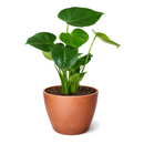 10" pot Philodendron Monstera Split-Leaf live houseplant for sale. Philodendron Monstera Split-Leaf is an impressive tropical plant with bold, deeply fenestrated foliage and a full, upright growth habit. This low-maintenance houseplant flourishes in bright, indirect light while adding lush greenery and natural elegance to any interior. An eye-catching centerpiece for homes, offices, and indoor plant collections.