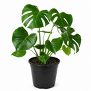 10" pot Philodendron Monstera Split-Leaf live houseplant for sale. Philodendron Monstera Split-Leaf is an impressive tropical plant with bold, deeply fenestrated foliage and a full, upright growth habit. This low-maintenance houseplant flourishes in bright, indirect light while adding lush greenery and natural elegance to any interior. An eye-catching centerpiece for homes, offices, and indoor plant collections.