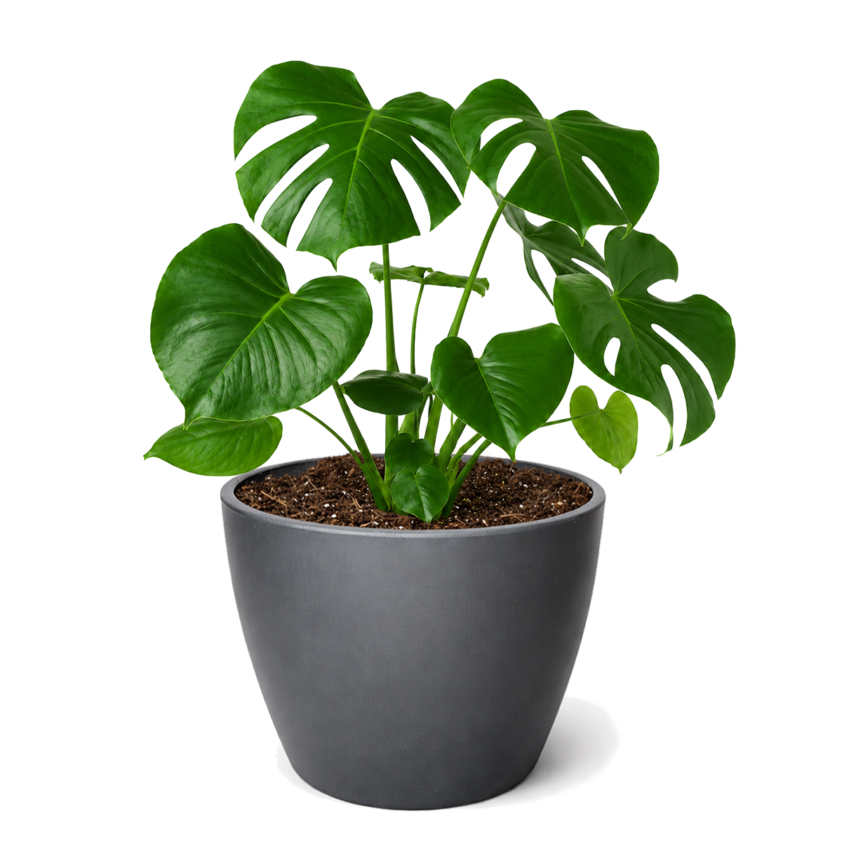 Buy Philodendron Monstera Split-Leaf live houseplant 6" pot online. This stunning tropical plant features large, deeply split green leaves that create a bold focal point in any indoor space. It thrives in bright, indirect light and is easy to care for, making it an excellent choice for plant lovers of all experience levels. Perfect for homes, offices, and tropical plant collections.