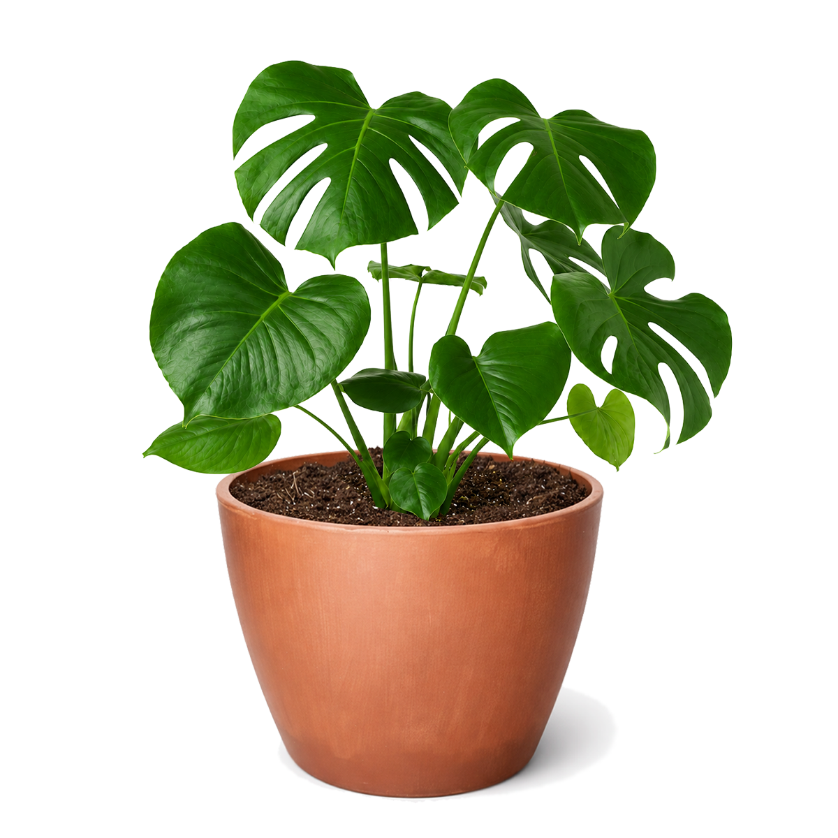 6" pot Philodendron Monstera Split-Leaf live houseplant for sale. Philodendron Monstera Split-Leaf is known for its dramatic fenestrated foliage and vigorous tropical growth. This low-maintenance houseplant grows best in bright, indirect light and brings lush greenery to any room. An ideal choice for decorative planters, living spaces, and indoor jungle displays.