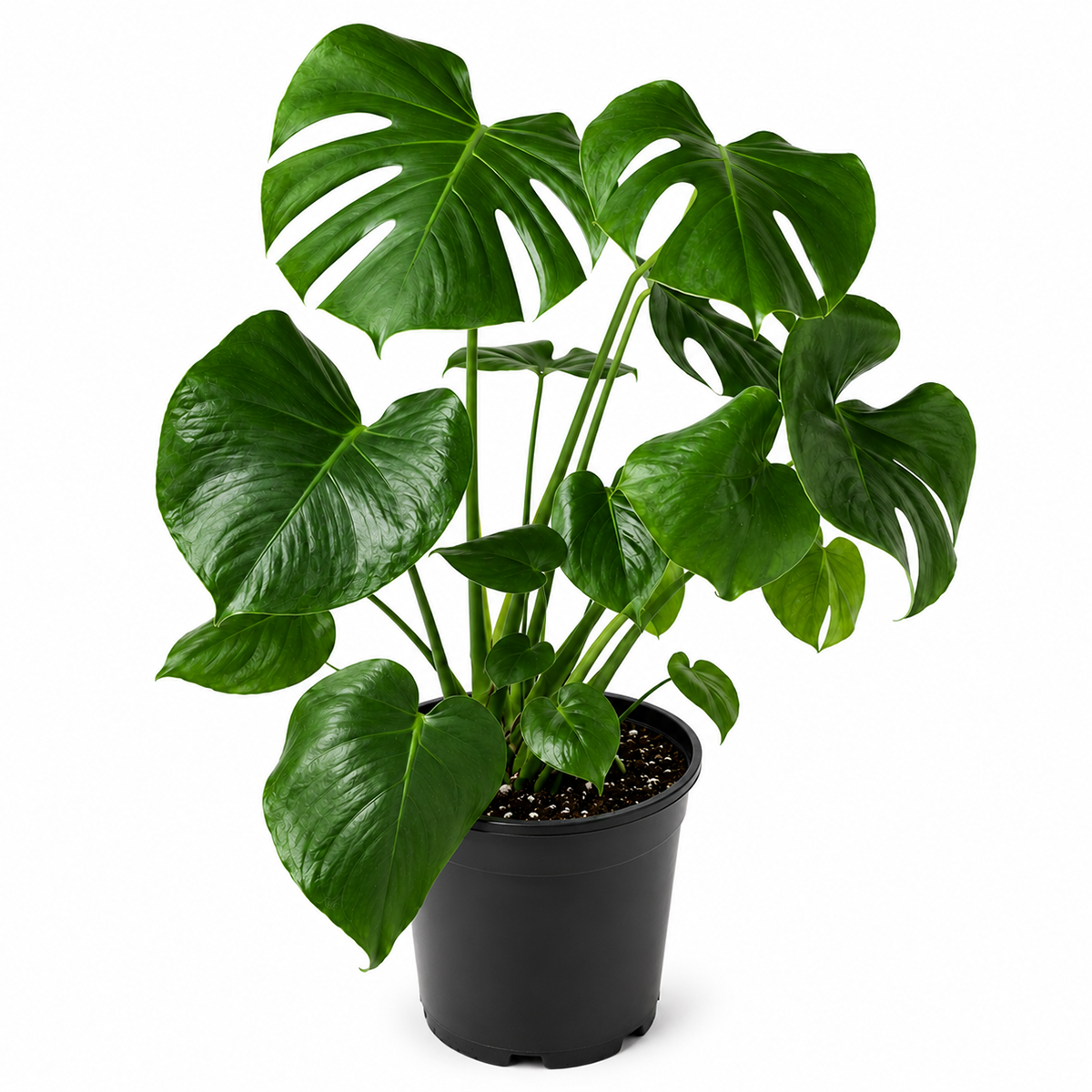 Buy Philodendron Monstera Split-Leaf live houseplant 8" pot online. This lush tropical houseplant showcases large, deeply split green leaves that bring a dramatic statement to any indoor space. It thrives in bright, indirect light and is easy to care for, making it a favorite among indoor plant enthusiasts. A perfect choice for living rooms, offices, and tropical plant collections.