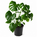 10" pot Philodendron Monstera Split-Leaf live houseplant for sale. Philodendron Monstera Split-Leaf is an impressive tropical plant with bold, deeply fenestrated foliage and a full, upright growth habit. This low-maintenance houseplant flourishes in bright, indirect light while adding lush greenery and natural elegance to any interior. An eye-catching centerpiece for homes, offices, and indoor plant collections.