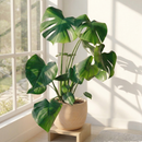Buy Philodendron Monstera Split-Leaf live plant online, Philodendron Monstera Split-Leaf live indoor plant for home decor, Monstera Split-Leaf Philodendron indoor plant in decorative pot