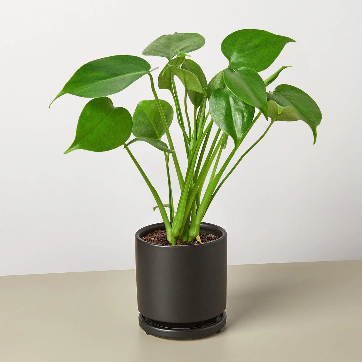 Philodendron Monstera Split-Leaf live plant for sale, Philodendron Monstera Split-Leaf live indoor plant for home decor, Monstera Split-Leaf Philodendron indoor plant in decorative pot