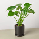 Buy Philodendron Monstera Split-Leaf live plant online, Philodendron Monstera Split-Leaf live indoor plant for home decor, Monstera Split-Leaf Philodendron indoor plant in decorative pot