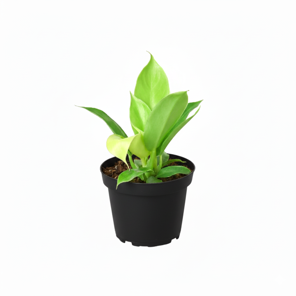 4 inch Philodendron &#39;Moonlight&#39;, Easy-care philodendron, Low-maintenance foliage plant, lime-green leaves plants, buy live plants online