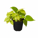 Low-light tolerant tropical plants for apartments, Buy Philodendron Neon online, Decorative foliage plants with neon-green leaves