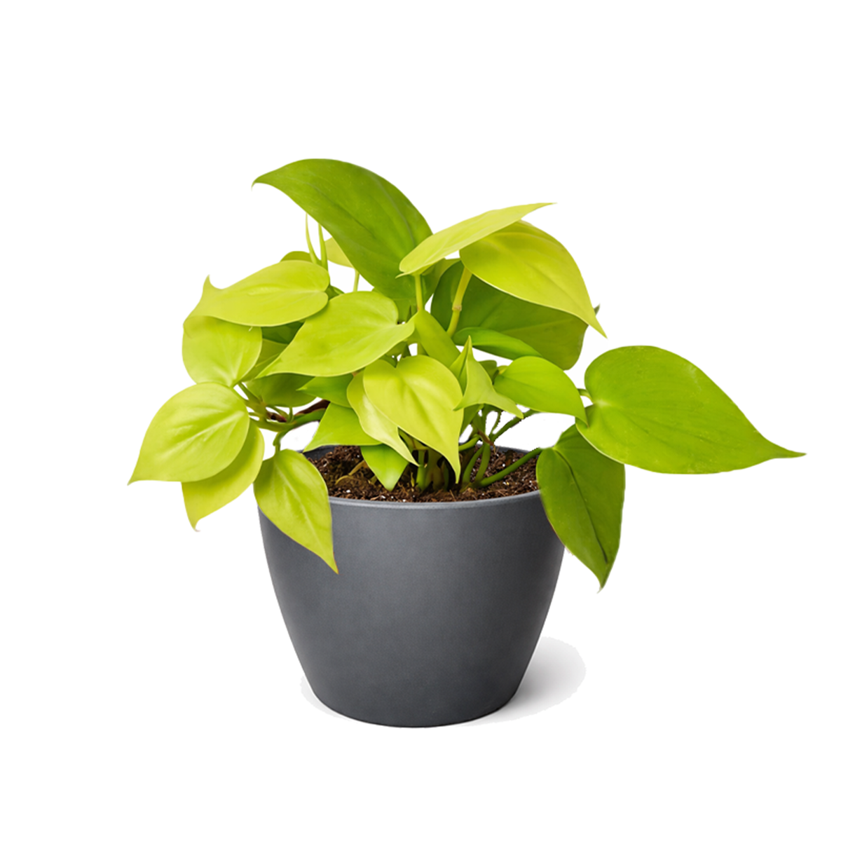 4 inch Neon Philodendron, Heartleaf Philodendron Neon, Low-light tolerant indoor plants, buy houseplants online