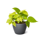 6 inch Neon Philodendron, Heartleaf Philodendron Neon, Low-light tolerant indoor plants, buy houseplants online