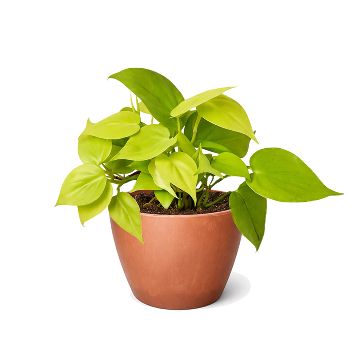 4 inch Neon Philodendron, Heartleaf Philodendron Neon, Low-light tolerant indoor plants, buy houseplants online