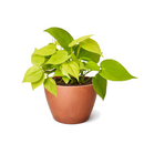 6 inch Neon Philodendron, Heartleaf Philodendron Neon, Low-light tolerant indoor plants, buy houseplants online