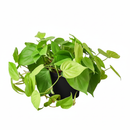 Low-light tolerant tropical plants for apartments, Buy Philodendron Neon online, Decorative foliage plants with neon-green leaves