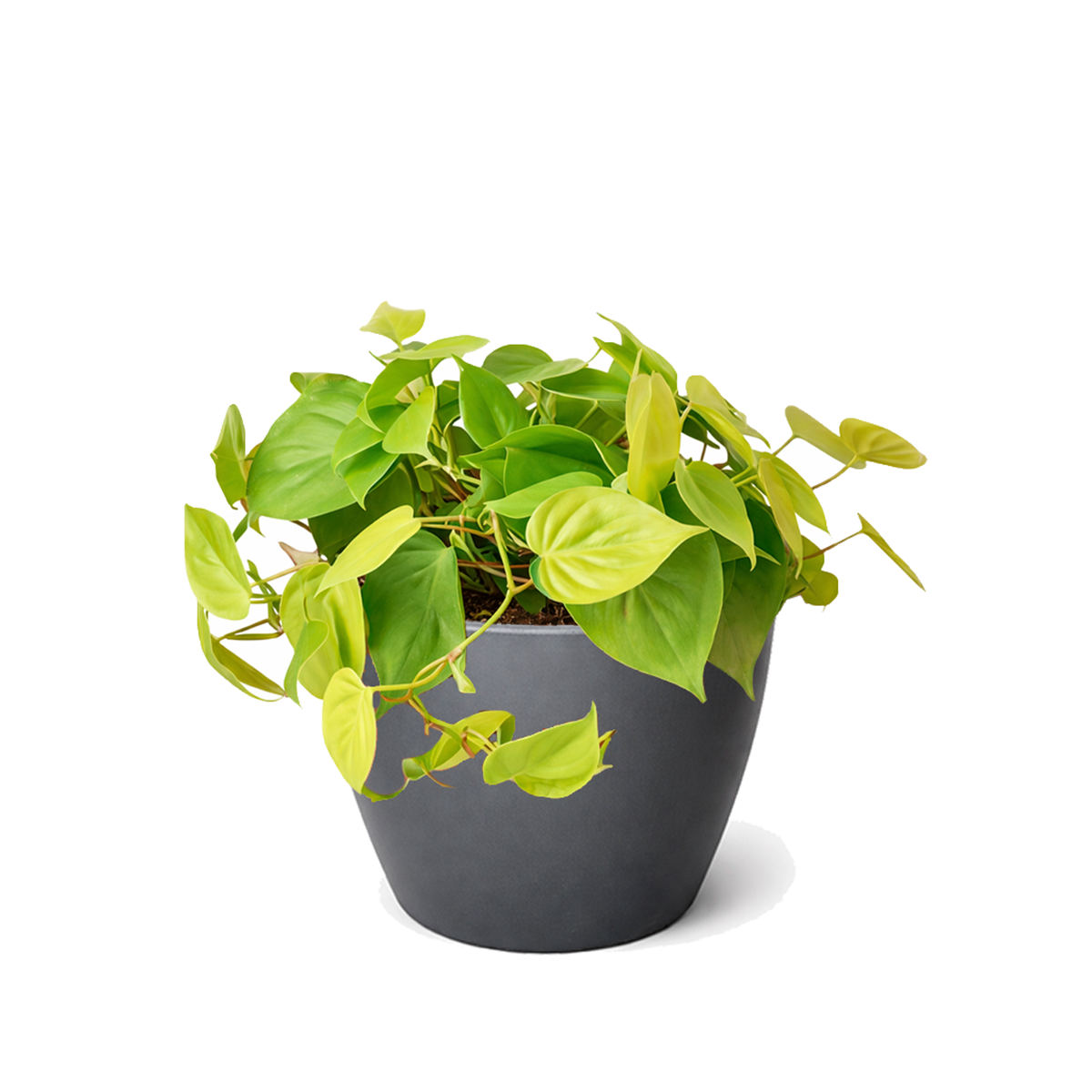 neon philodendron upright Philodendron Neon