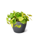 6 inch Neon Philodendron, Heartleaf Philodendron Neon, Low-light tolerant indoor plants, buy houseplants online