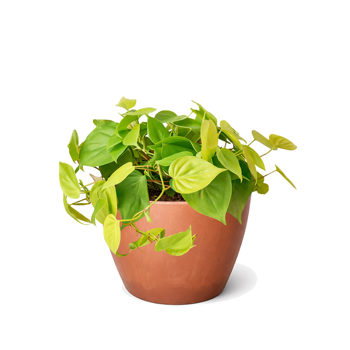 6 inch Neon Philodendron, Heartleaf Philodendron Neon, Low-light tolerant indoor plants, buy houseplants online