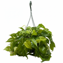 Low-light tolerant tropical plants for apartments, Buy Philodendron Neon online, Decorative foliage plants with neon-green leaves