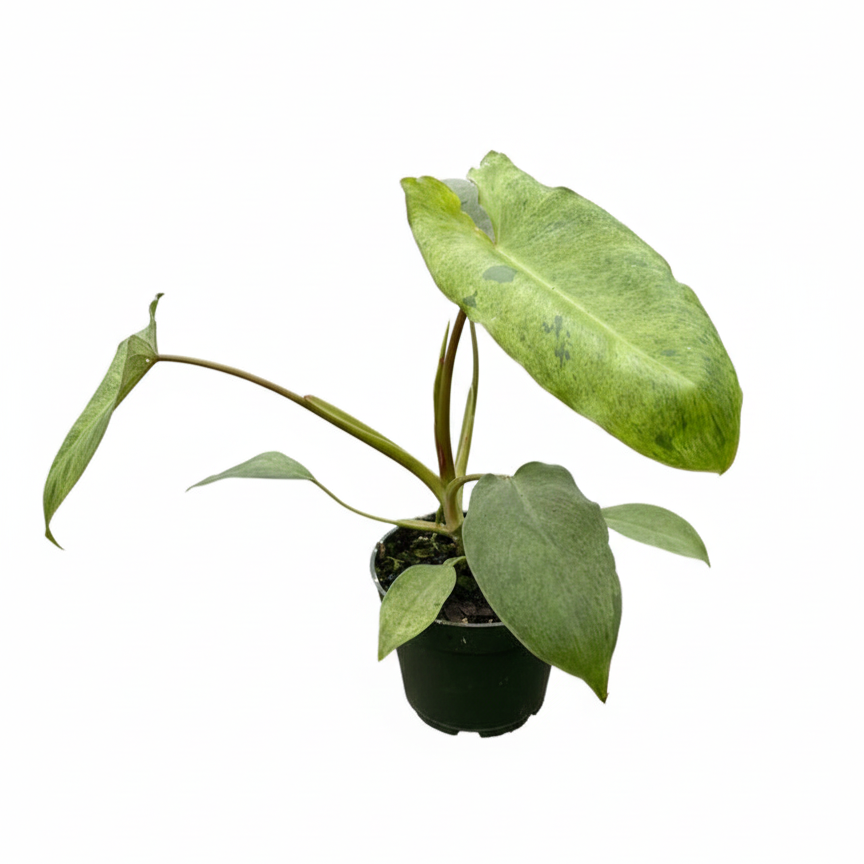 Philodendron 'Paraiso Verde' in 4 inch grower pot, Rare houseplant for gift decor ideas