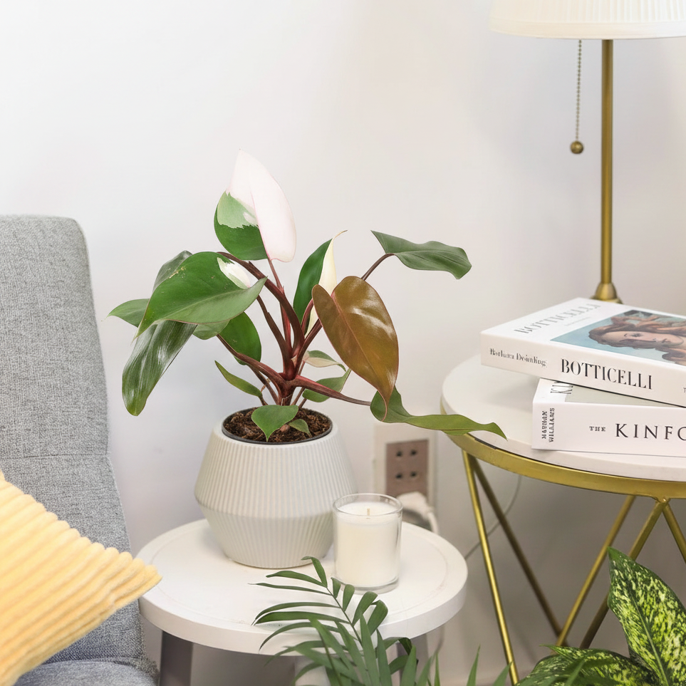 4 inch Philodendron 'Pink Princess' in grey striped decorative pot, rare Philodendron plants for sale, buy Philodendron 'Pink Princess' online