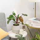 pink indoor plants, rare pink indoor plants, 8 inch pink indoor plants, large pink indoor plants, colorful houseplants