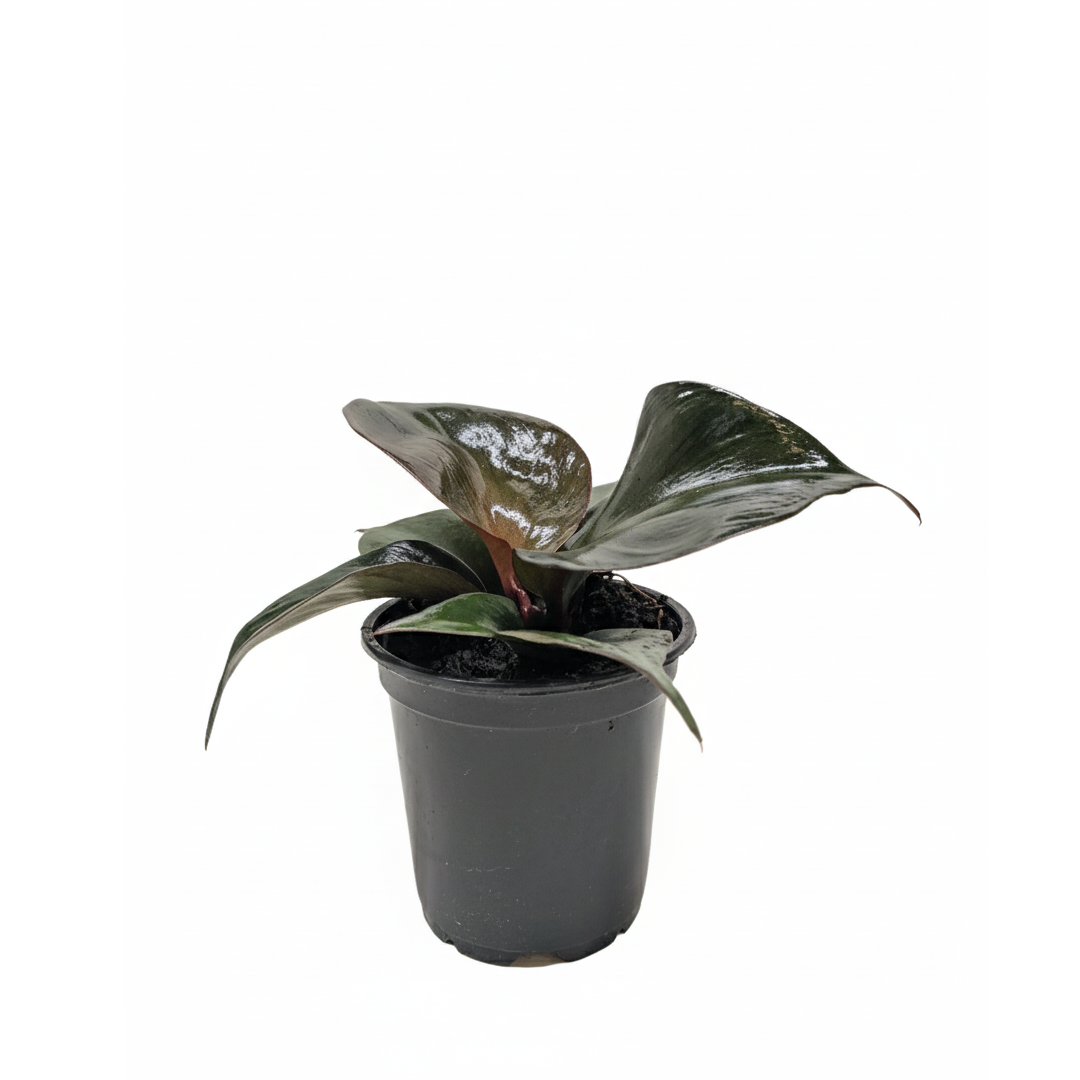 red heart leaf philodendron Philodendron Red Heart - Heart-shaped Leaves, Easy to Grow Houseplant
