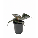 Modern home décor plant, Indoor houseplant, buy live plants online, plant shops in ca, gift for plants lovers
