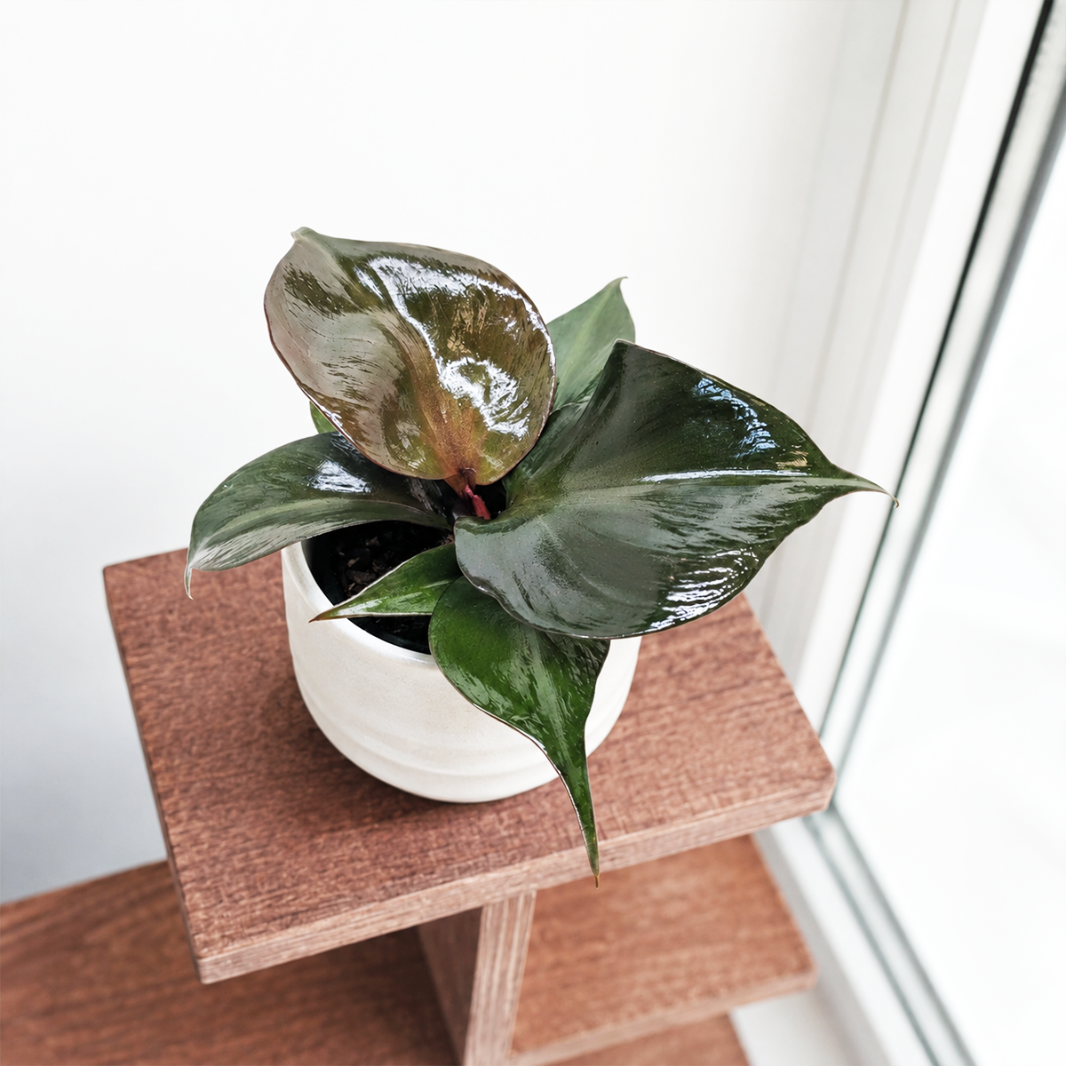 4 inch Philodendron 'Red Heart' for sale. Philodendron 'Red Heart' is a beautiful tropical houseplant with glossy, heart-shaped green leaves and a compact, elegant growth habit. It thrives in bright, indirect light and prefers well-draining soil with moderate watering. This low-maintenance plant is perfect for homes, offices, and anyone looking to add lush greenery to their indoor plant collection.