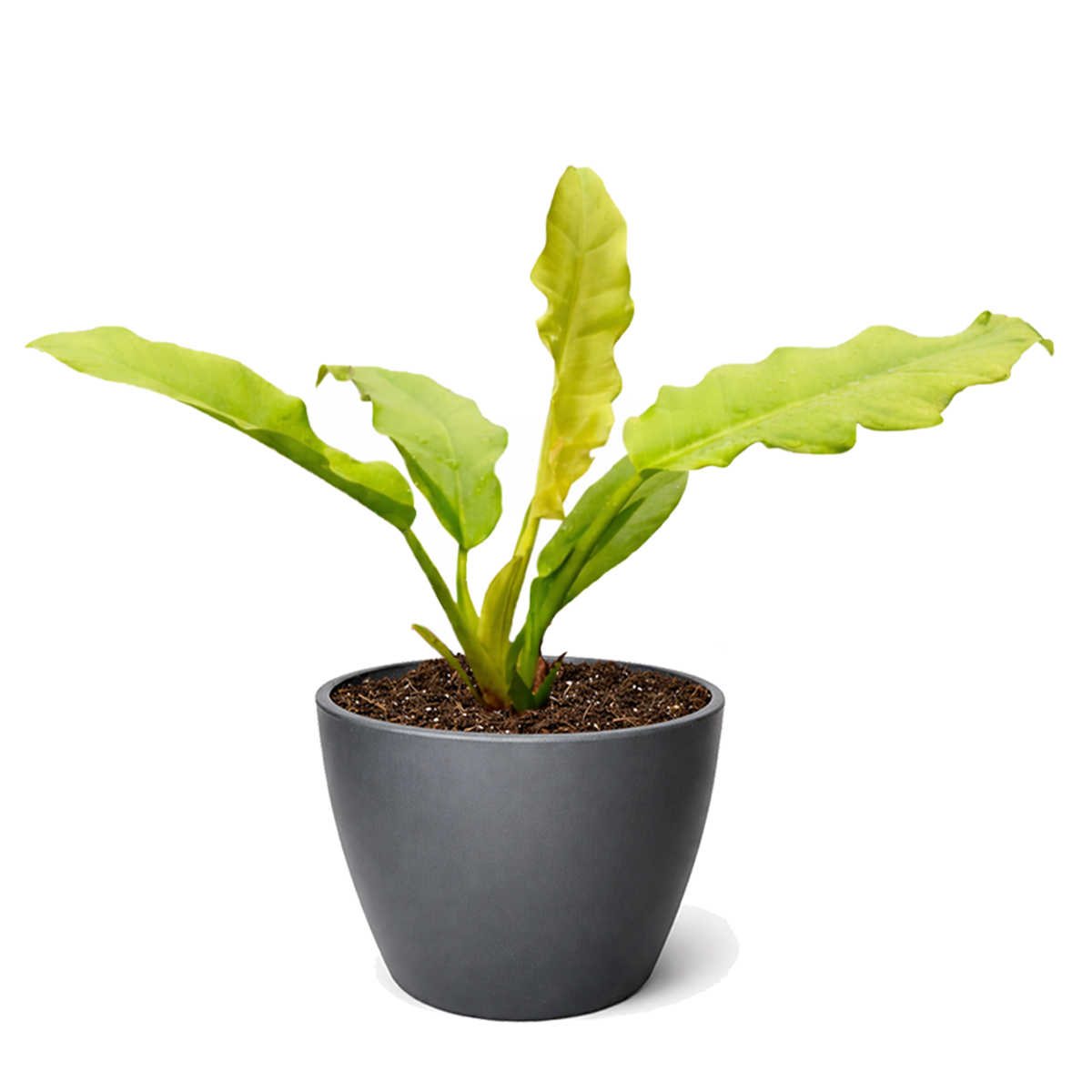 philodendron ring of fire gold Philodendron 'Ring of Fire Gold'