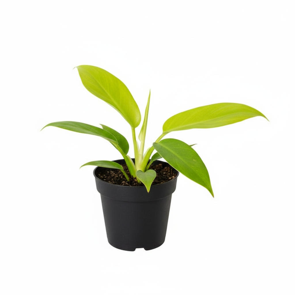 Philodendron Ring of Fire Gold plant 4 inch grower pot, Rare Henderson’s Pride Plant for Gift Ideas