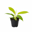 Philodendron Ring of Fire Gold plant 4 inch grower pot, Rare Henderson’s Pride Plant for Gift Ideas
