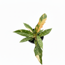 8 inch Philodendron Ring of Fire Variegated, decorative plants for office/home, buy large indoor plants online