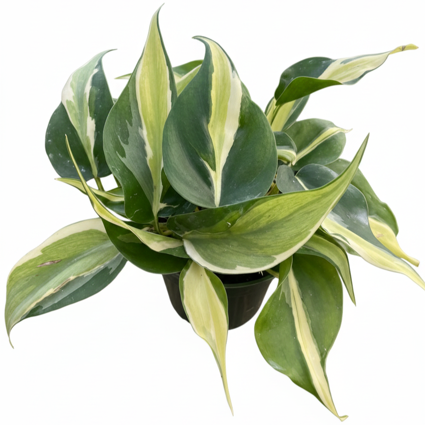 Philodendron 'Silver Stripe' Rare Variegated Heartleaf Live Plant, Fast growing variegated indoor plants, Easy care variegated aroids