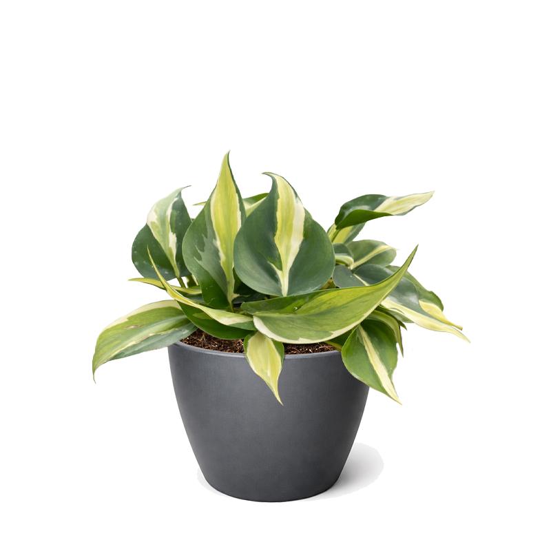 silver stripe philodendron Philodendron 'Silver Stripe' | Rare Variegated Heartleaf Live Plant