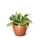 Philodendron 'Silver Stripe' Rare Variegated Heartleaf Live Plant, Fast growing variegated indoor plants, Easy care variegated aroids