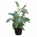 Philodendron Silver Sword plant for sale, Blue silver Philodendron variety, Metallic foliage houseplants for home decoration