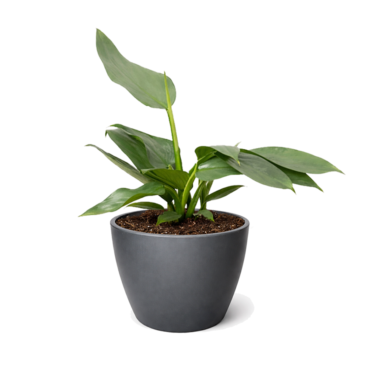 Philodendron 'Silver Sword' Rare Metallic Philodendron Hastatum Live Plant, Blue silver Philodendron variety, Metallic foliage houseplants for gift decor ideas
