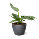 Philodendron 'Silver Sword' Rare Metallic Philodendron Hastatum Live Plant, Blue silver Philodendron variety, Metallic foliage houseplants for gift decor ideas