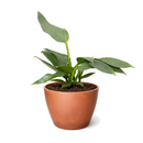 Philodendron 'Silver Sword' Rare Metallic Philodendron Hastatum Live Plant, Blue silver Philodendron variety, Metallic foliage houseplants for gift decor ideas
