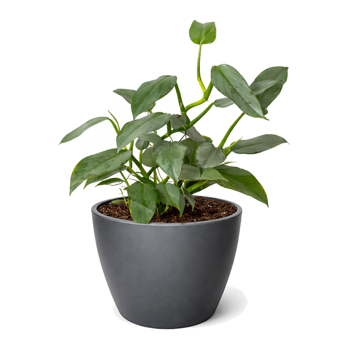 Philodendron 'Silver Sword' Rare Metallic Philodendron Hastatum Live Plant, Blue silver Philodendron variety, Metallic foliage houseplants for gift decor ideas