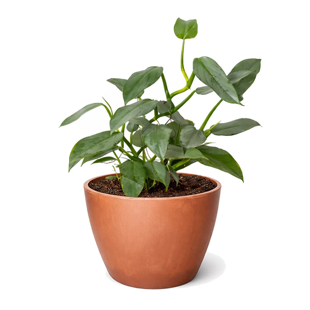 Philodendron 'Silver Sword' Rare Metallic Philodendron Hastatum Live Plant, Blue silver Philodendron variety, Metallic foliage houseplants for gift decor ideas