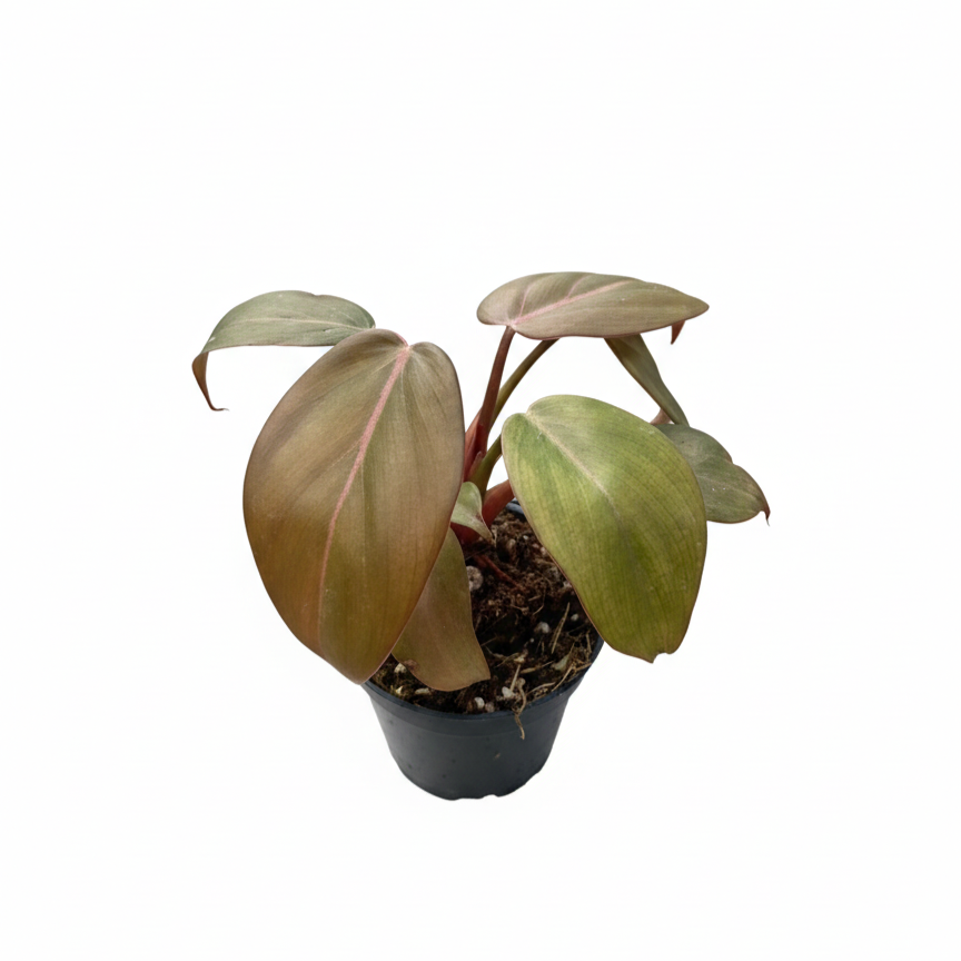 4 inch Philodendron Summer Glory Houseplant Pot, Reddish bronze leaf houseplant