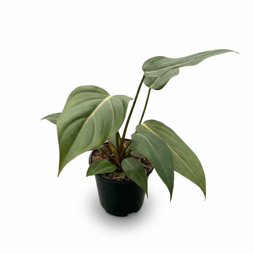 Buy Summer Glory Heartleaf Philodendron 6 inch grower pot online, Live Tropical Houseplant for Home Office Decoration