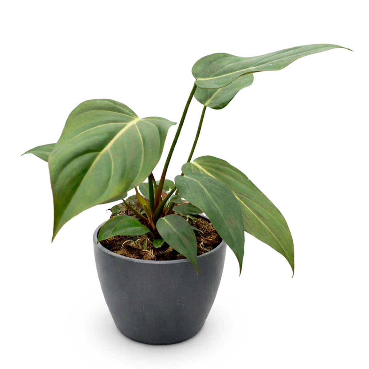 Philodendron Summer Glory Reddish-Bronze Hybrid Live Plant in inch grower pot, Heart-leaf houseplant for gift decor ideas