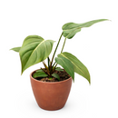 Philodendron Summer Glory Reddish-Bronze Hybrid Live Plant in inch grower pot, Heart-leaf houseplant for gift decor ideas