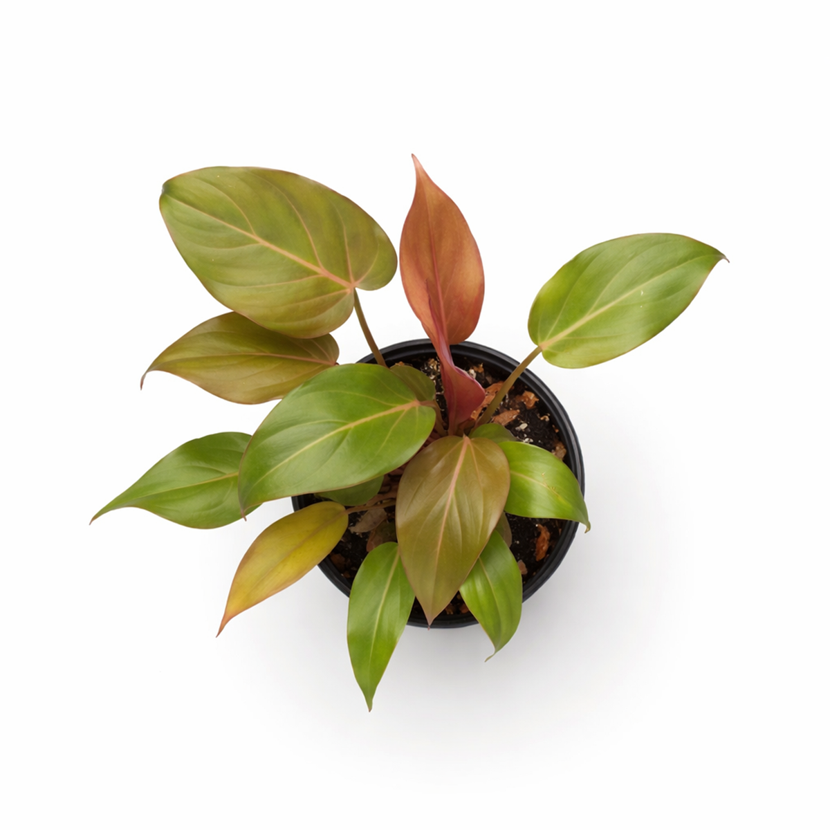 Philodendron Summer Glory Reddish-Bronze Hybrid Live Plant in inch grower pot, Heart-leaf houseplant for gift decor ideas