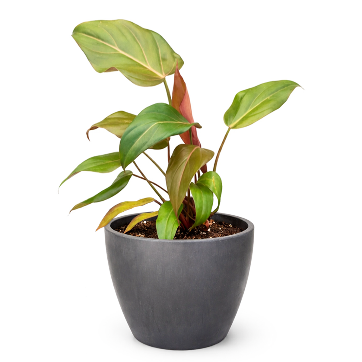 Philodendron Summer Glory Reddish-Bronze Hybrid Live Plant in inch grower pot, Heart-leaf houseplant for gift decor ideas