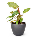 Philodendron Summer Glory Reddish-Bronze Hybrid Live Plant in inch grower pot, Heart-leaf houseplant for gift decor ideas