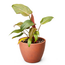 Philodendron Summer Glory Reddish-Bronze Hybrid Live Plant in inch grower pot, Heart-leaf houseplant for gift decor ideas
