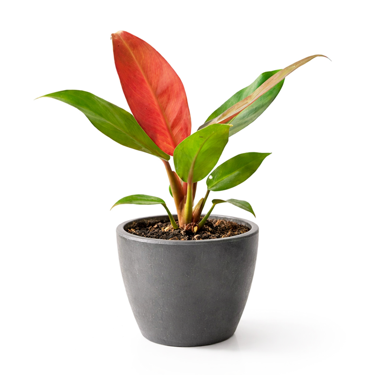 Philodendron Sun Red with Vibrant Red to Burgundy Foliage in 4 inch decorative pot, Self-heading philodendron varieties, Air purifying houseplant for home decoration