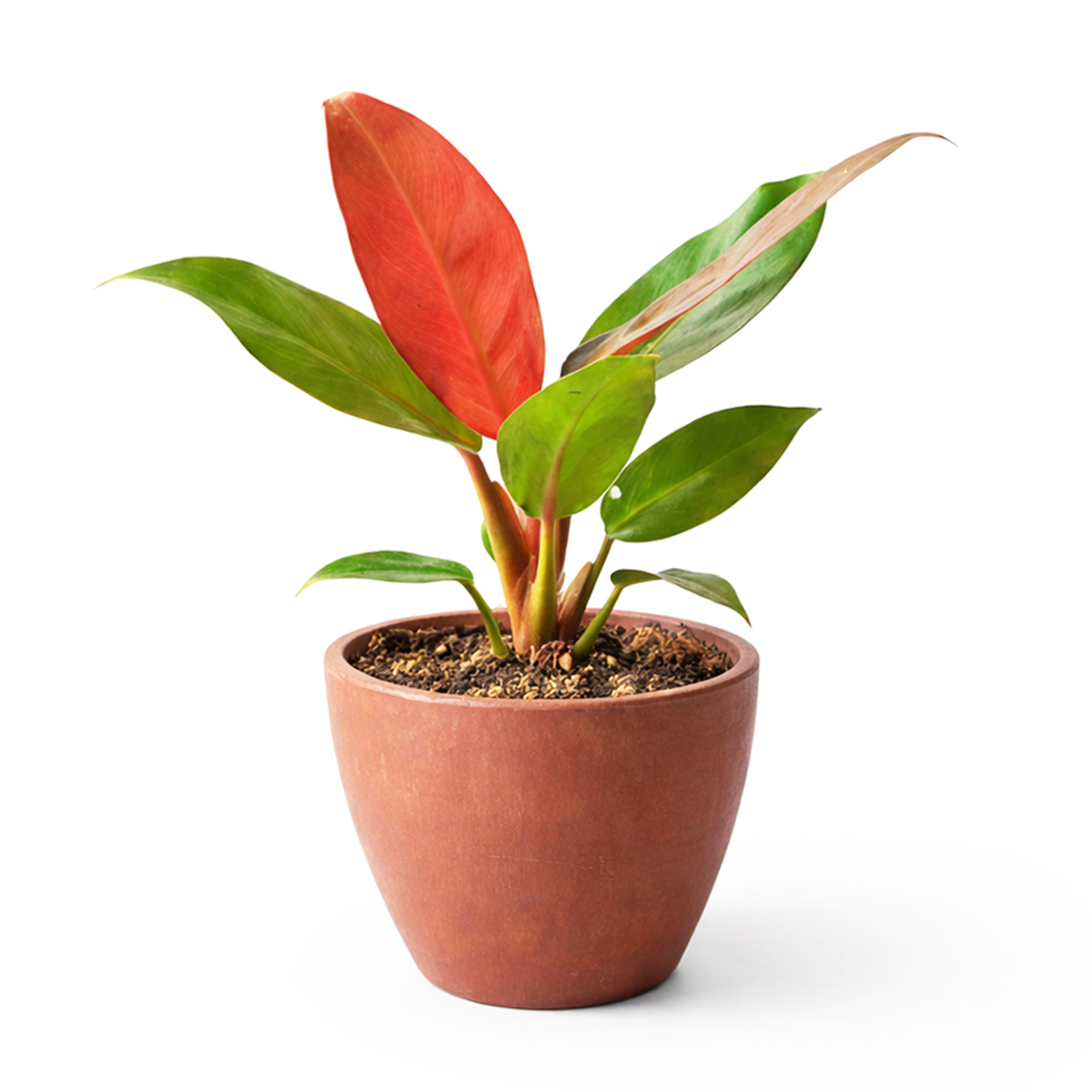 Philodendron Sun Red with Vibrant Red to Burgundy Foliage in 4 inch decorative pot, Self-heading philodendron varieties, Air purifying houseplant for home decoration